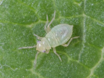 Laboratoire d'expertise et de diagnostic en phytoprotection - MAPAQ