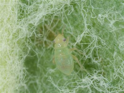 Laboratoire d'expertise et de diagnostic en phytoprotection - MAPAQ