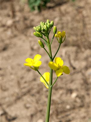 Laboratoire d'expertise et de diagnostic en phytoprotection - MAPAQ