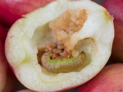 Laboratoire d'expertise et de diagnostic en phytoprotection - MAPAQ