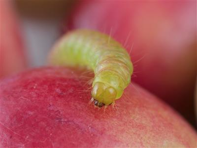 Laboratoire d'expertise et de diagnostic en phytoprotection - MAPAQ