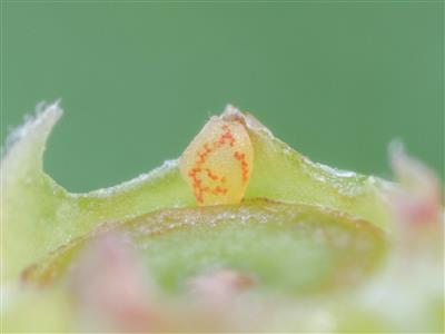 Laboratoire d'expertise et de diagnostic en phytoprotection - MAPAQ