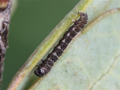 Laboratoire d'expertise et de diagnostic en phytoprotection - MAPAQ