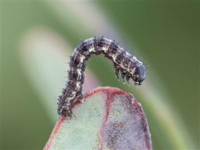 Laboratoire d'expertise et de diagnostic en phytoprotection - MAPAQ