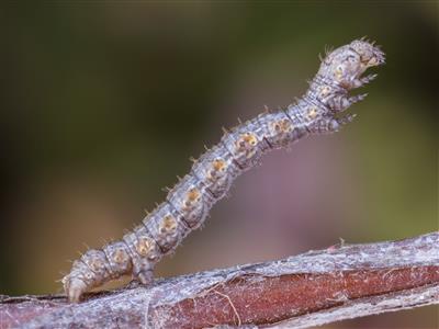 Laboratoire d'expertise et de diagnostic en phytoprotection - MAPAQ