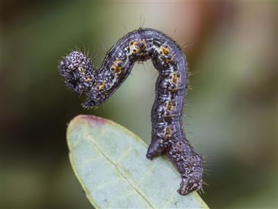 Laboratoire d'expertise et de diagnostic en phytoprotection - MAPAQ