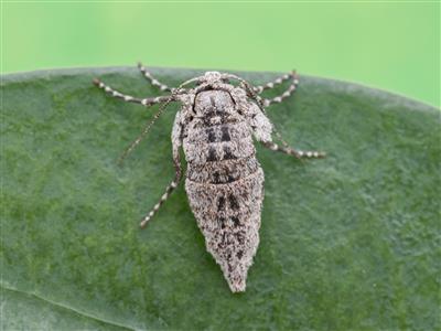 Laboratoire d'expertise et de diagnostic en phytoprotection - MAPAQ