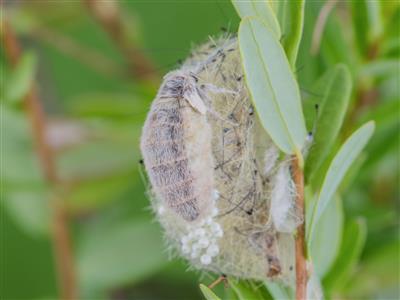 Laboratoire d'expertise et de diagnostic en phytoprotection - MAPAQ