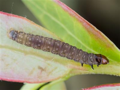 Laboratoire d'expertise et de diagnostic en phytoprotection - MAPAQ