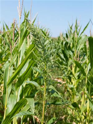 Laboratoire d'expertise et de diagnostic en phytoprotection - MAPAQ