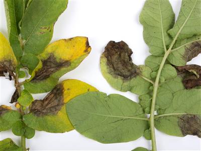 Laboratoire d'expertise et de diagnostic en phytoprotection - MAPAQ