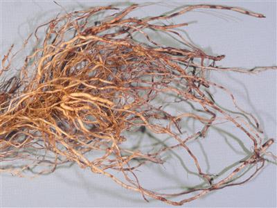 Laboratoire d'expertise et de diagnostic en phytoprotection - MAPAQ