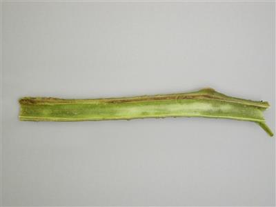 Laboratoire d'expertise et de diagnostic en phytoprotection - MAPAQ