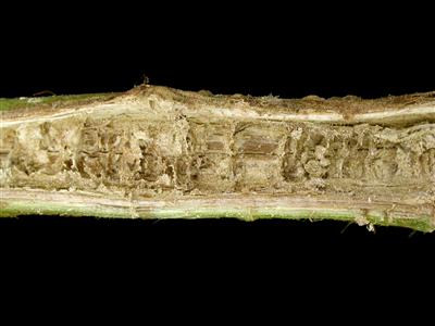 Laboratoire d'expertise et de diagnostic en phytoprotection - MAPAQ