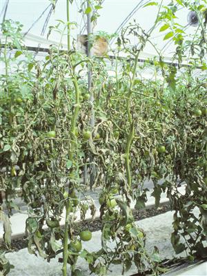 Laboratoire d'expertise et de diagnostic en phytoprotection - MAPAQ