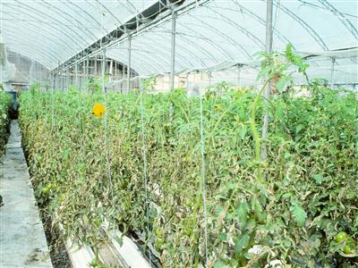 Laboratoire d'expertise et de diagnostic en phytoprotection - MAPAQ