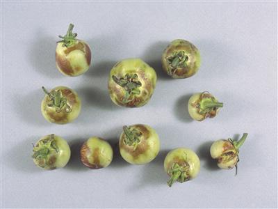 Laboratoire d'expertise et de diagnostic en phytoprotection - MAPAQ
