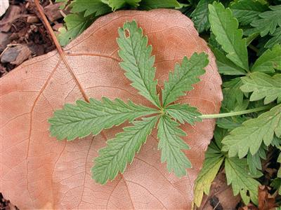 Laboratoire d'expertise et de diagnostic en phytoprotection - MAPAQ