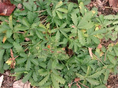 Laboratoire d'expertise et de diagnostic en phytoprotection - MAPAQ