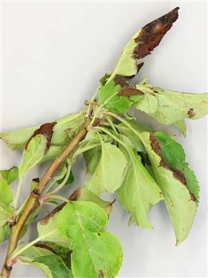 Laboratoire d'expertise et de diagnostic en phytoprotection - MAPAQ