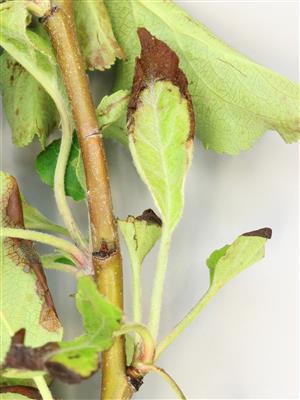 Laboratoire d'expertise et de diagnostic en phytoprotection - MAPAQ