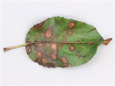 Laboratoire d'expertise et de diagnostic en phytoprotection - MAPAQ
