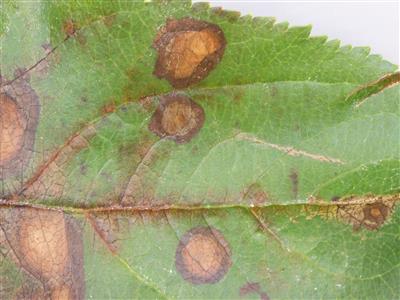 Laboratoire d'expertise et de diagnostic en phytoprotection - MAPAQ