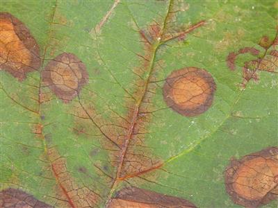 Laboratoire d'expertise et de diagnostic en phytoprotection - MAPAQ