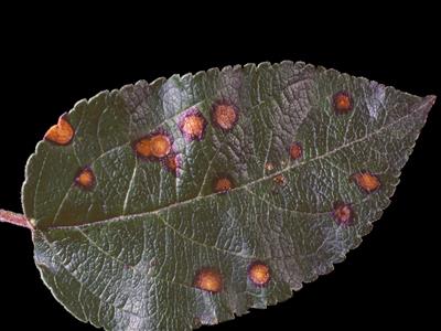Laboratoire d'expertise et de diagnostic en phytoprotection - MAPAQ