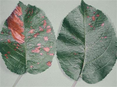 Laboratoire d'expertise et de diagnostic en phytoprotection - MAPAQ