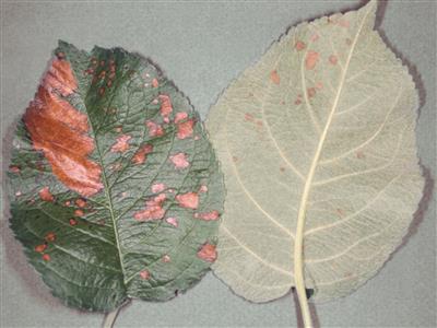 Laboratoire d'expertise et de diagnostic en phytoprotection - MAPAQ