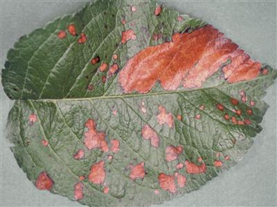 Laboratoire d'expertise et de diagnostic en phytoprotection - MAPAQ