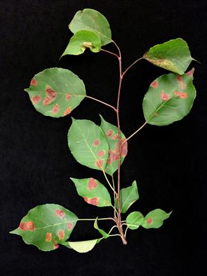 Laboratoire d'expertise et de diagnostic en phytoprotection - MAPAQ