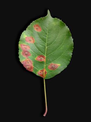 Laboratoire d'expertise et de diagnostic en phytoprotection - MAPAQ