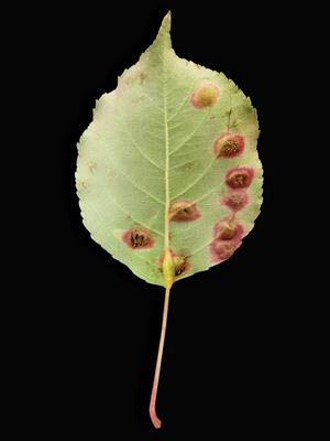 Laboratoire d'expertise et de diagnostic en phytoprotection - MAPAQ