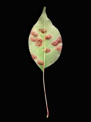 Laboratoire d'expertise et de diagnostic en phytoprotection - MAPAQ
