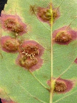 Laboratoire d'expertise et de diagnostic en phytoprotection - MAPAQ