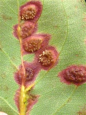Laboratoire d'expertise et de diagnostic en phytoprotection - MAPAQ
