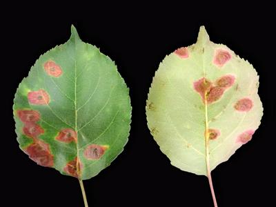 Laboratoire d'expertise et de diagnostic en phytoprotection - MAPAQ