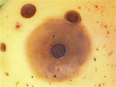 Laboratoire d'expertise et de diagnostic en phytoprotection - MAPAQ