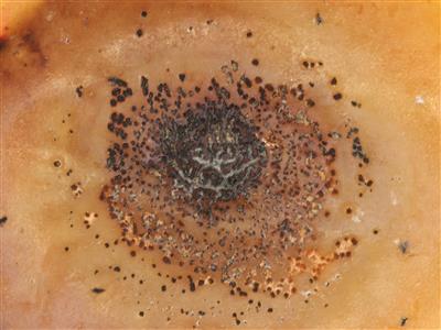 Laboratoire d'expertise et de diagnostic en phytoprotection - MAPAQ