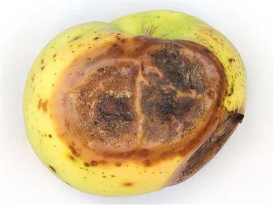 Laboratoire d'expertise et de diagnostic en phytoprotection - MAPAQ