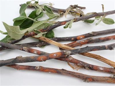 Laboratoire d'expertise et de diagnostic en phytoprotection - MAPAQ