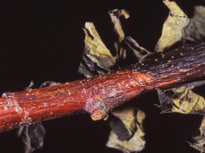 Laboratoire d'expertise et de diagnostic en phytoprotection - MAPAQ