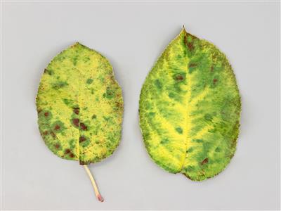 Laboratoire d'expertise et de diagnostic en phytoprotection - MAPAQ