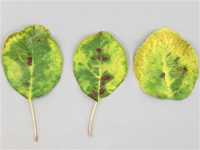 Laboratoire d'expertise et de diagnostic en phytoprotection - MAPAQ