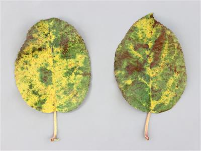 Laboratoire d'expertise et de diagnostic en phytoprotection - MAPAQ