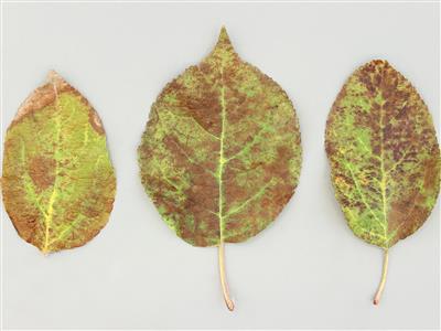 Laboratoire d'expertise et de diagnostic en phytoprotection - MAPAQ