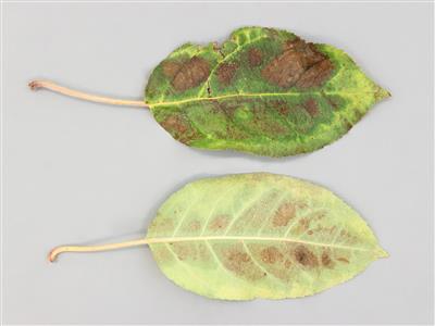 Laboratoire d'expertise et de diagnostic en phytoprotection - MAPAQ