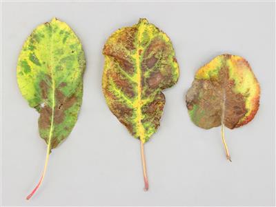 Laboratoire d'expertise et de diagnostic en phytoprotection - MAPAQ
